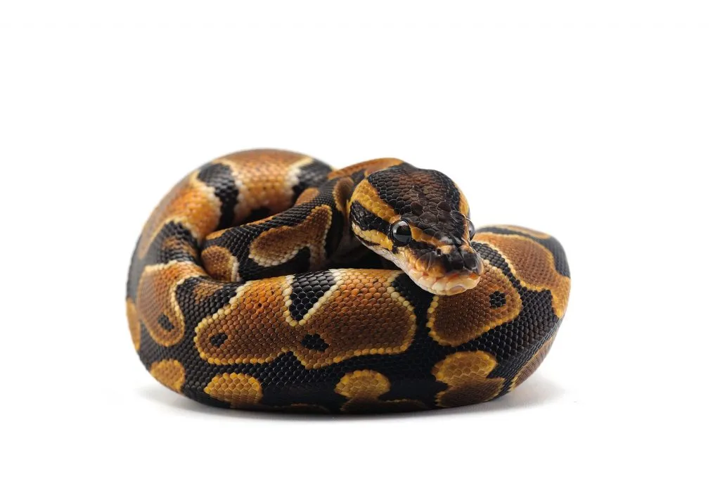 Ball Python