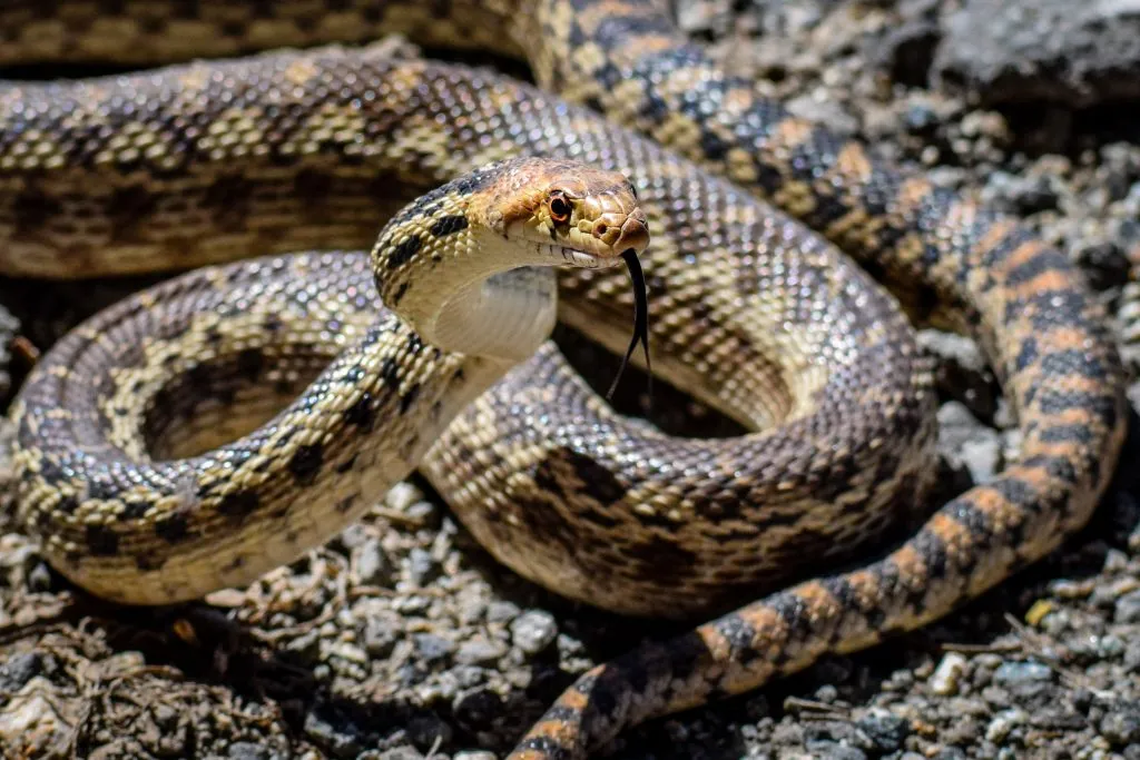 Gopher Snake