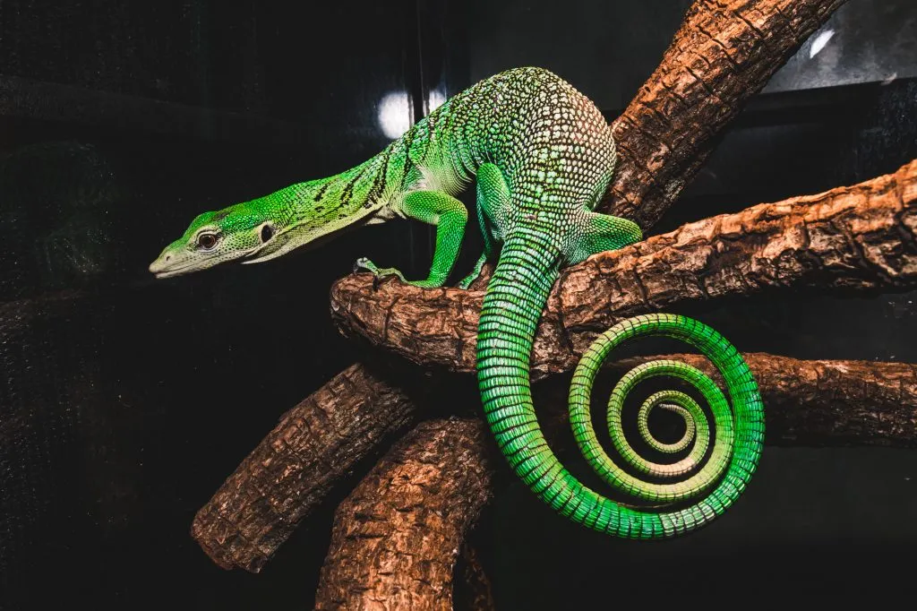 Emerald Tree Monitor