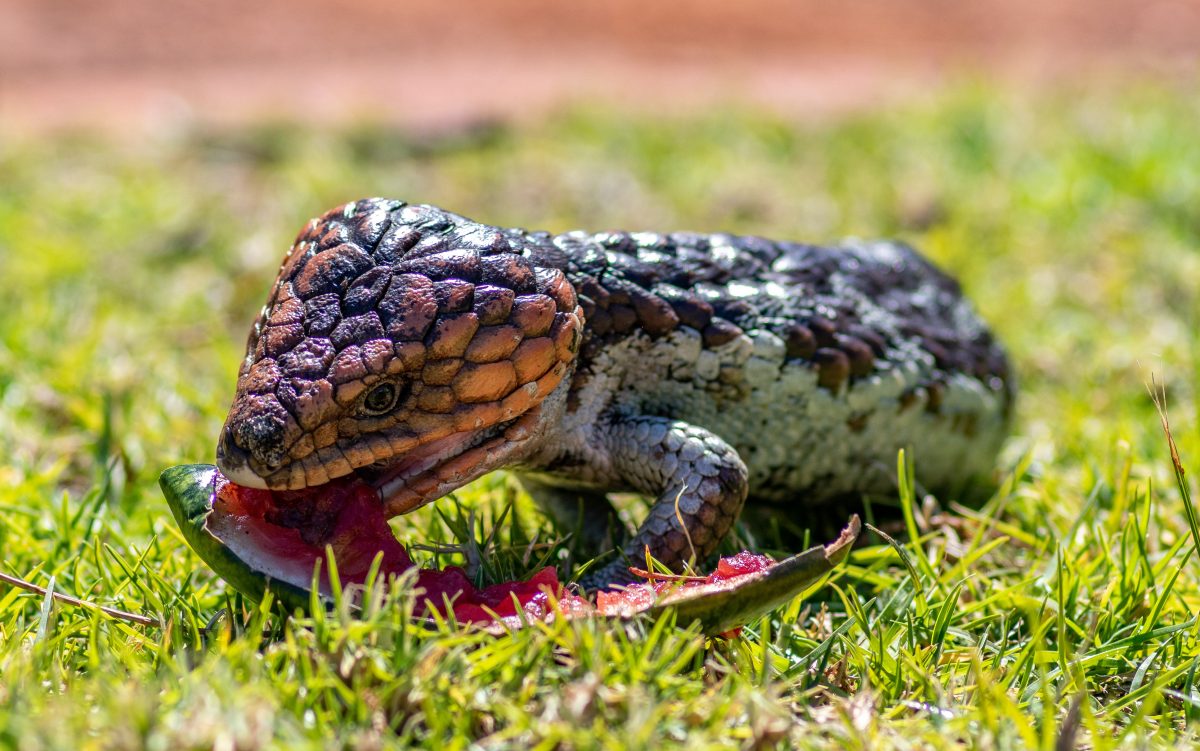 Blue Tongue Skink Diet Guide - Food List Included - Reptile Craze