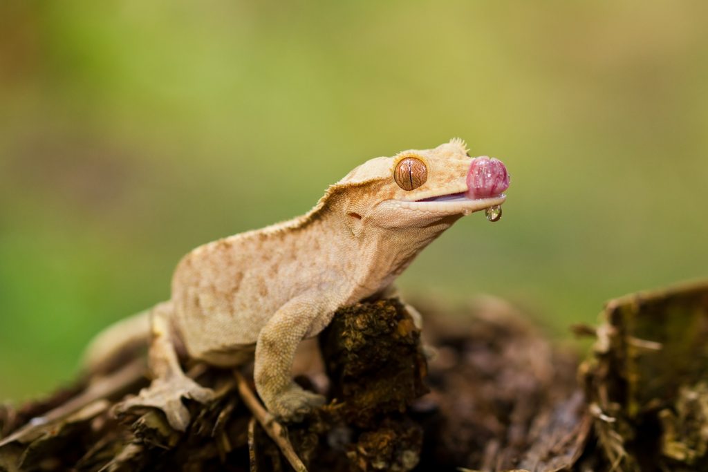 How do you prevent mouth rot in crested geckos?