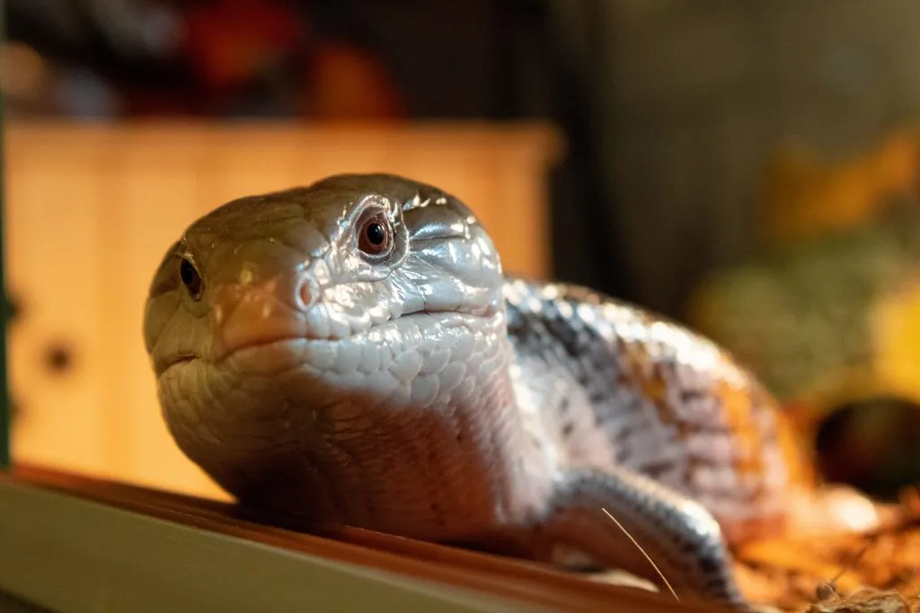 How do I get my blue tongue skink to eat?