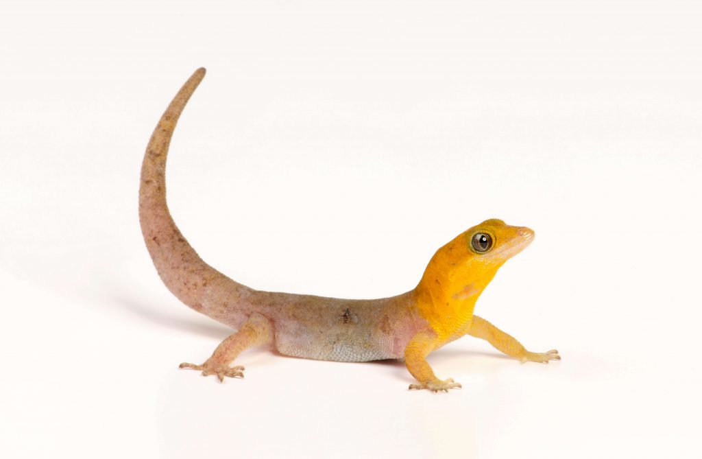 Antilles Dwarf Gecko (Gonatodes antillensis)