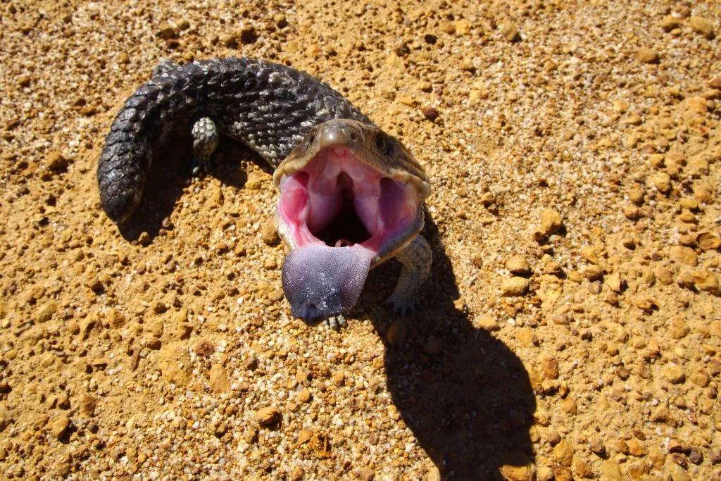 blue tongue skink mouth open and hissing