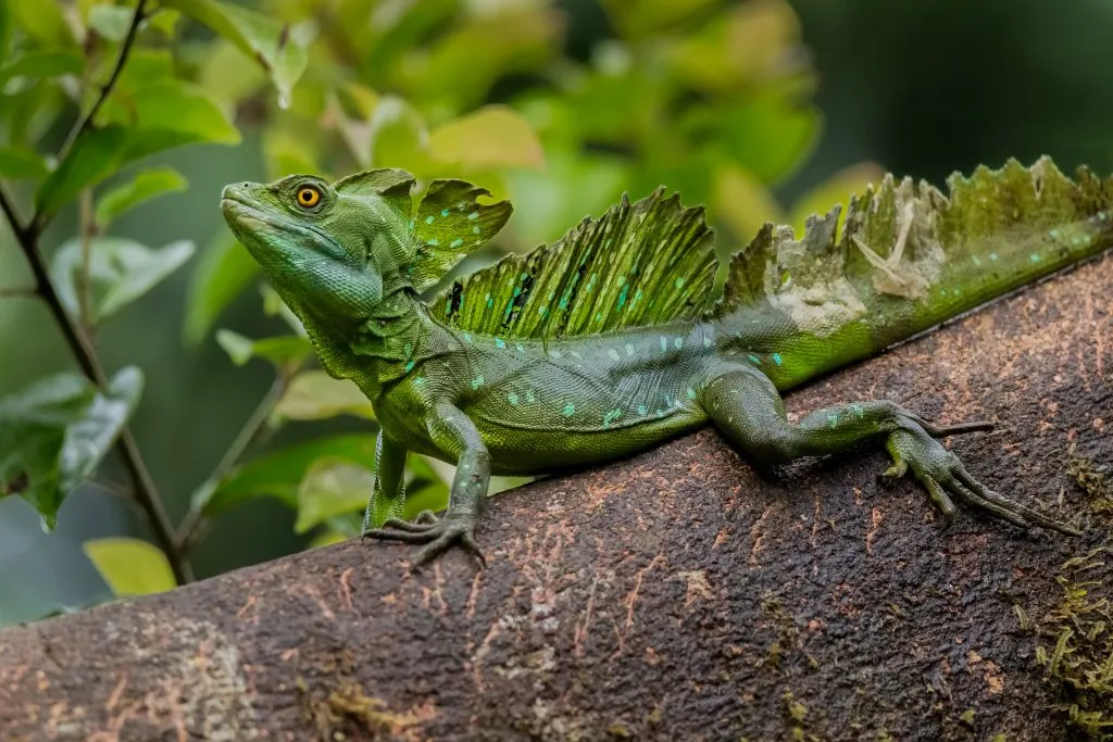 Green Basilisk