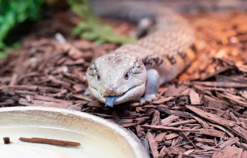 How long can a blue tongue skink go without food