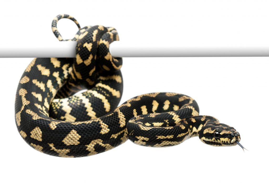 Carpet Pythons