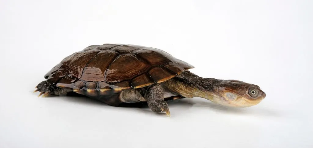 African Sideneck Turtle