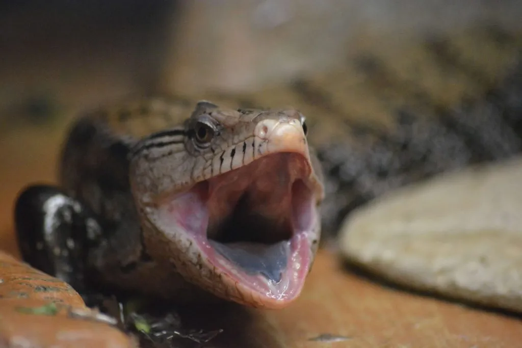 why is my blue tongue skink keeping its mouth open