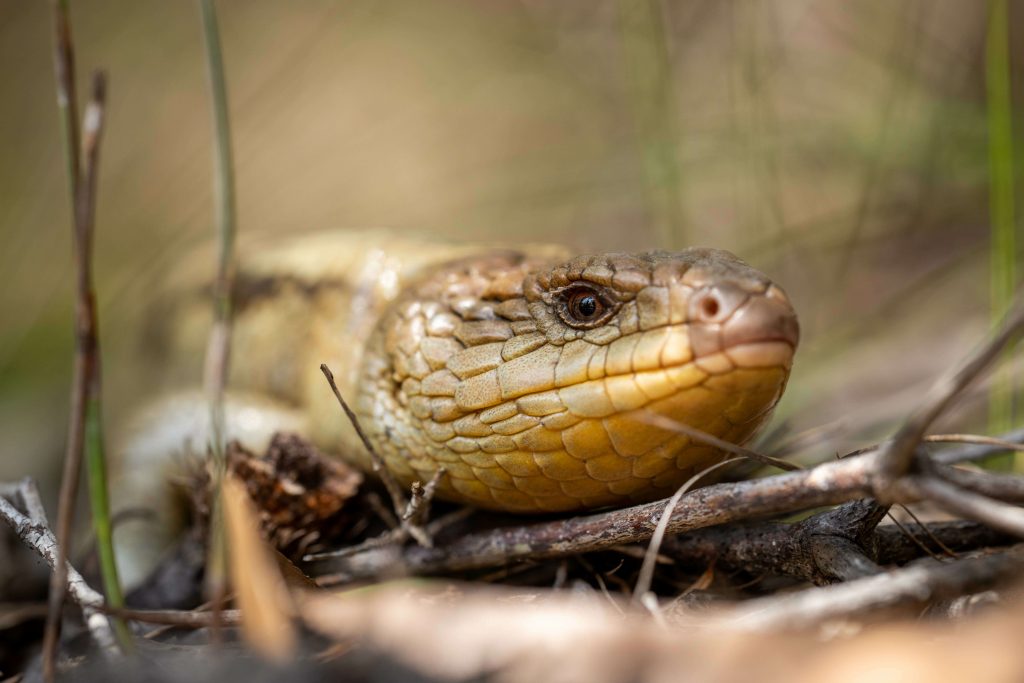 blue tongue skink has escaped