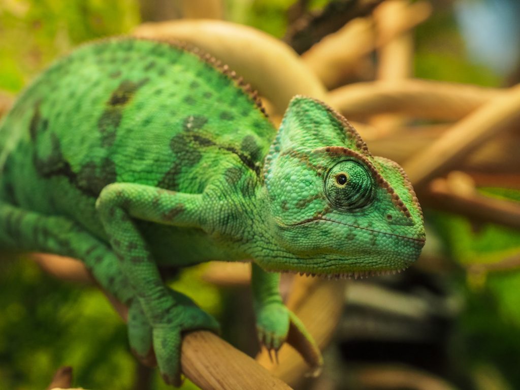 Veiled Chameleon