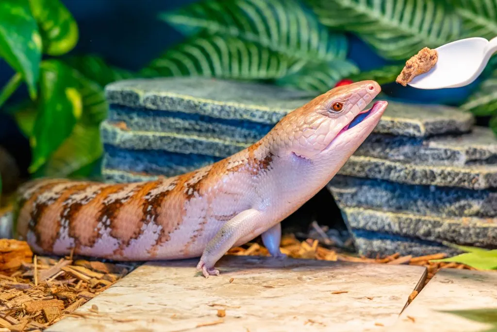 blue tongue skink refuses to eat