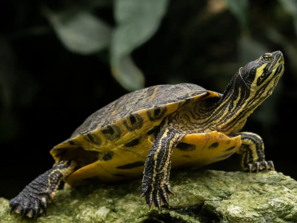 Yellow-Bellied Slider