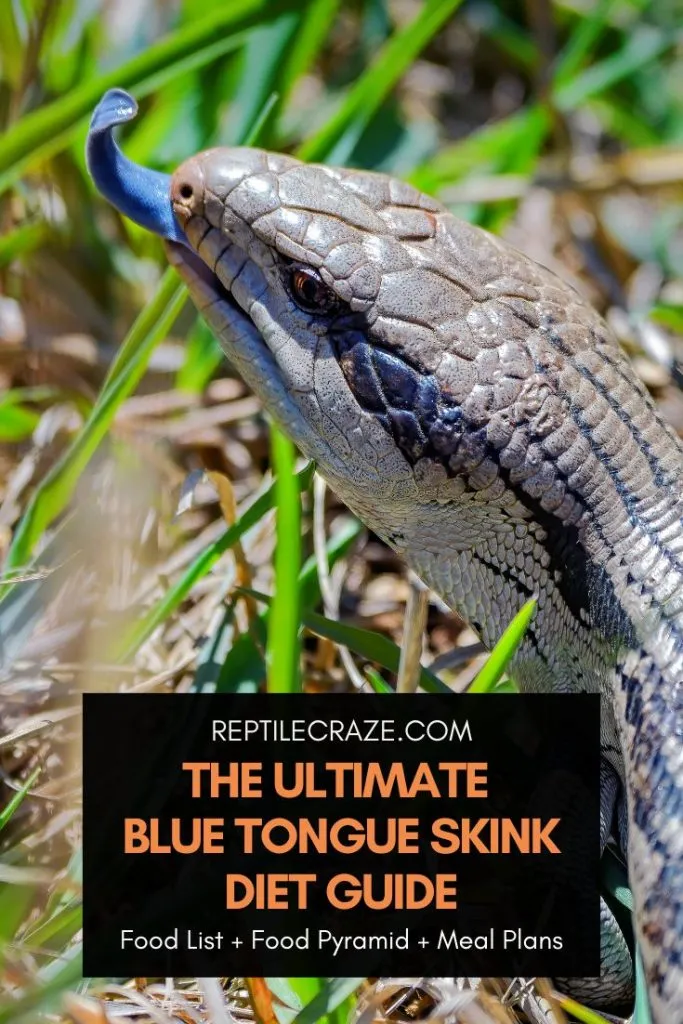 blue tongue skink diet