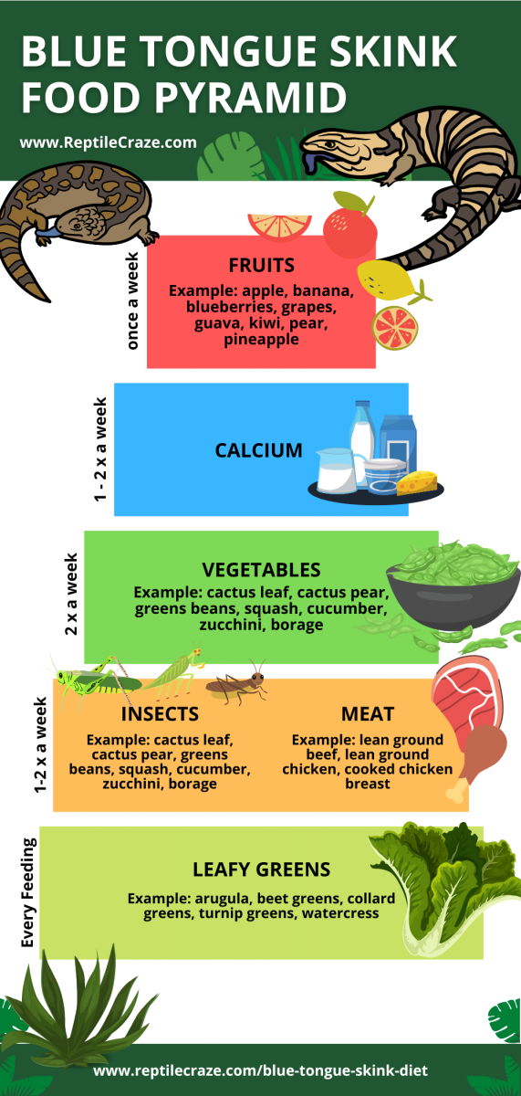 Blue Tongue Skink Diet Guide - Food List Included - Reptile Craze