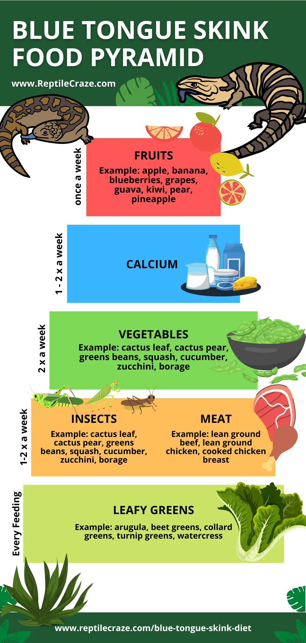 Blue tongue skink Food pyramid