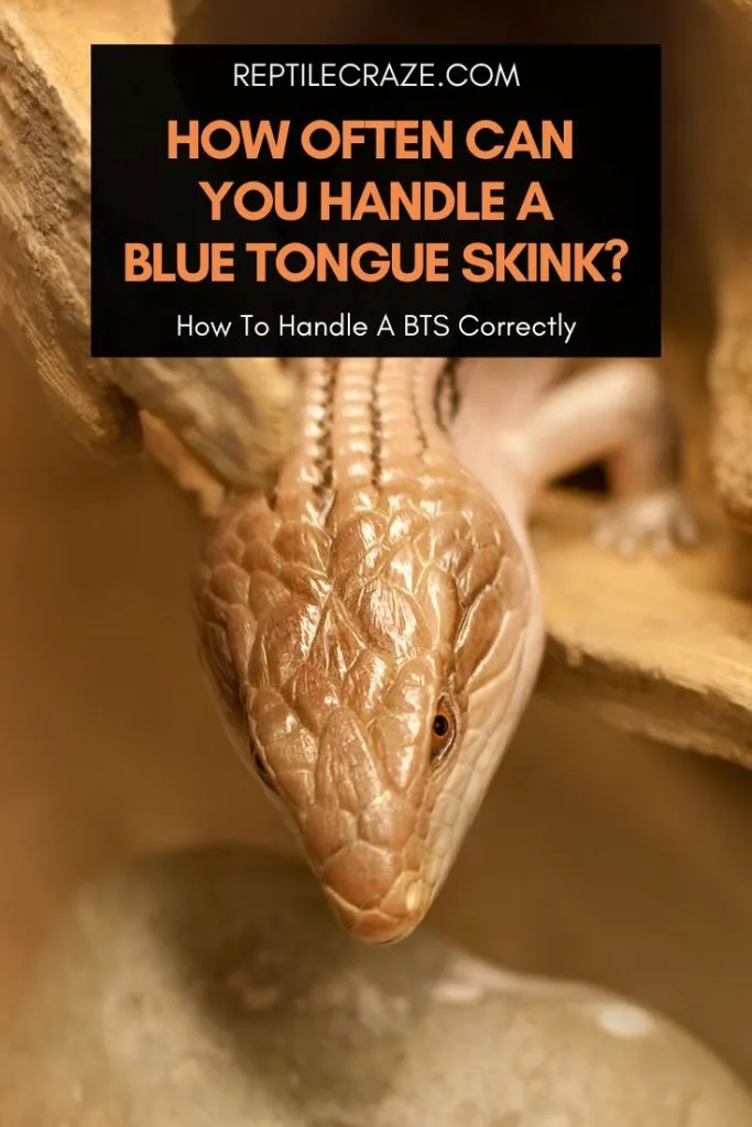 how often can you handle a blue tongue skink?