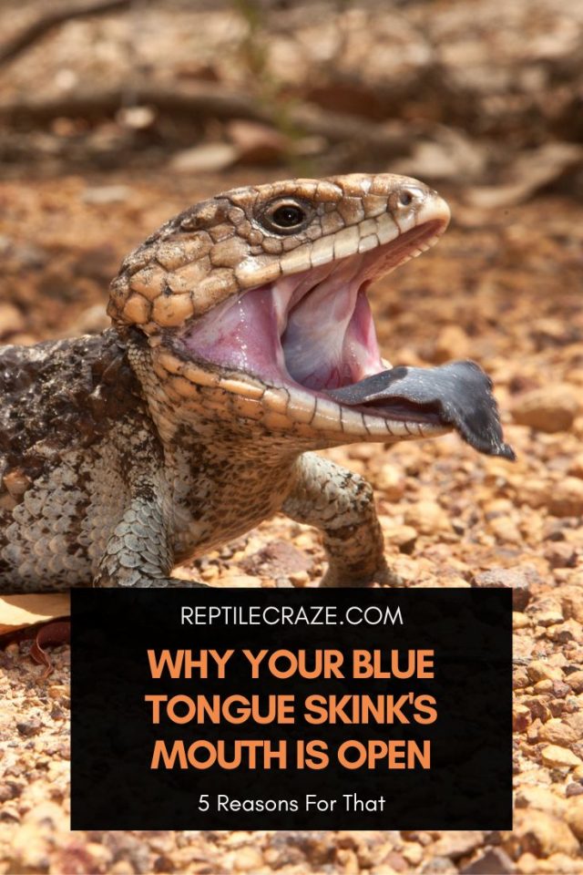 Blue Tongue Skink Diet Guide Food List Included Reptile Craze