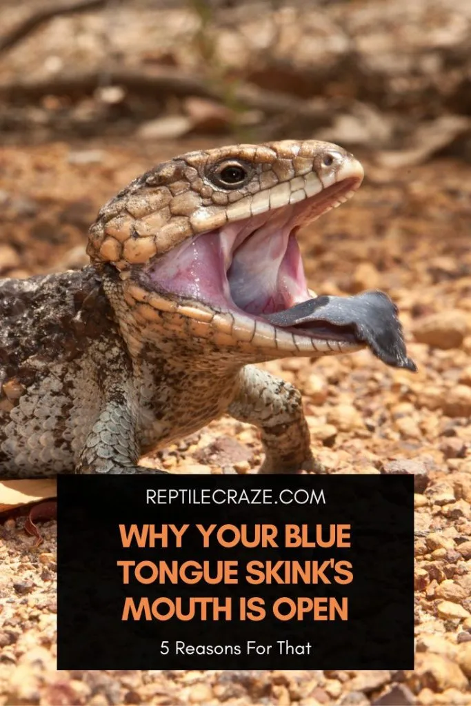 blue tongue skink mouth open