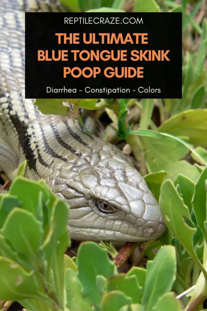 The Ultimate Blue Tongue Skink Poop Guide - Reptile Craze