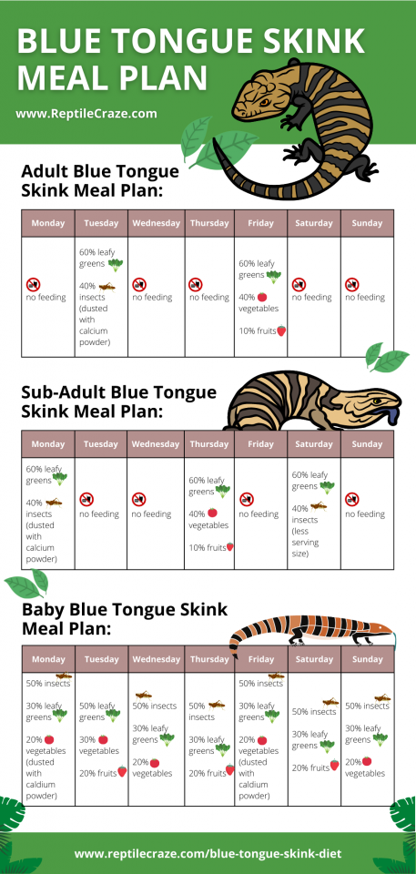 Blue Tongue Skink Diet Guide – Food List Included – Reptile Craze