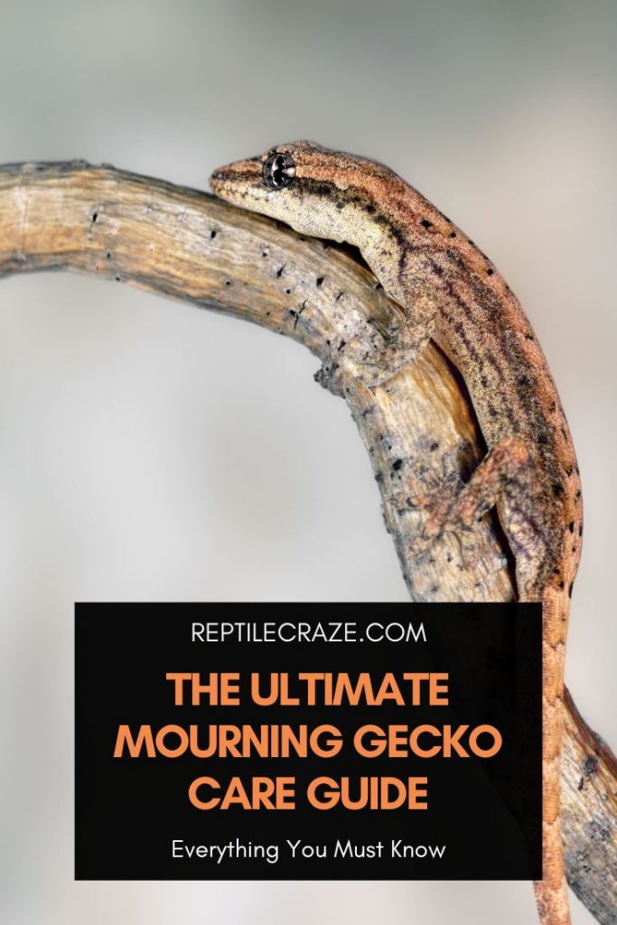 mourning gecko care