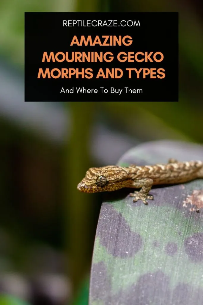 mourning gecko morphs