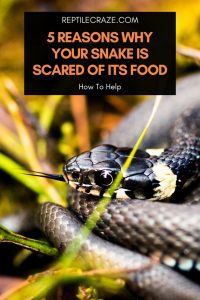 5 Reasons Why Your Snake Is Scared of Its Food - Reptile Craze