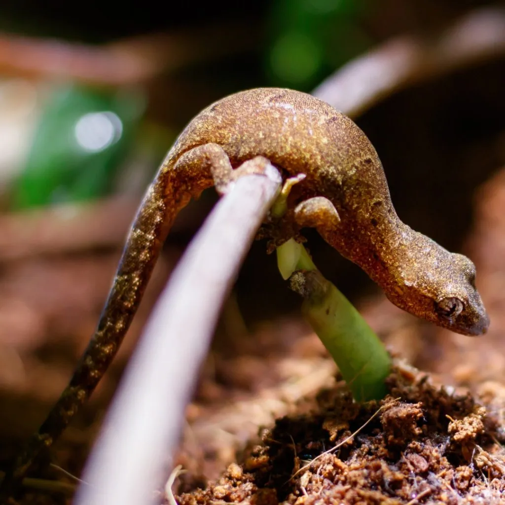 Are mourning geckos easy to care for?