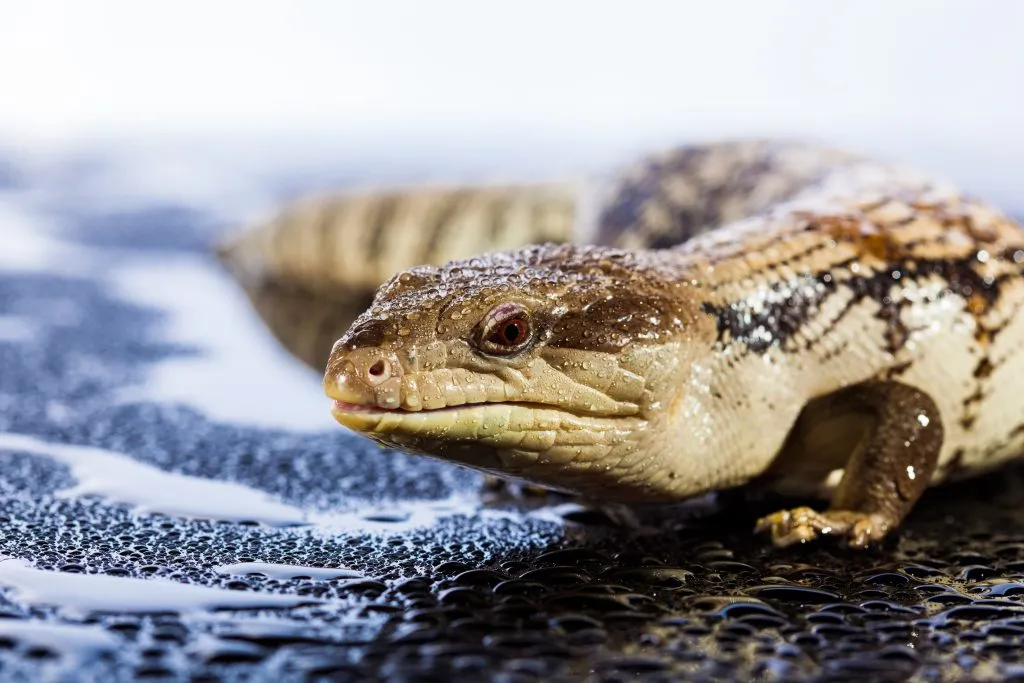 blue tongue skink humidity