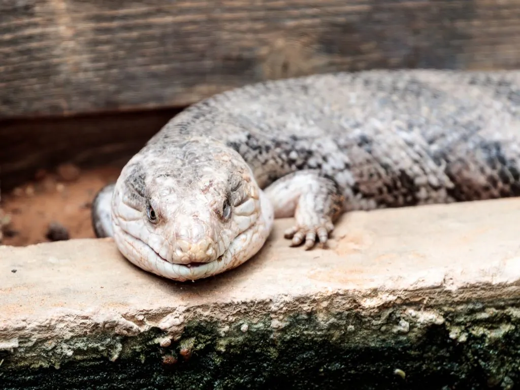 How often do Blue Tongue Skink shed?