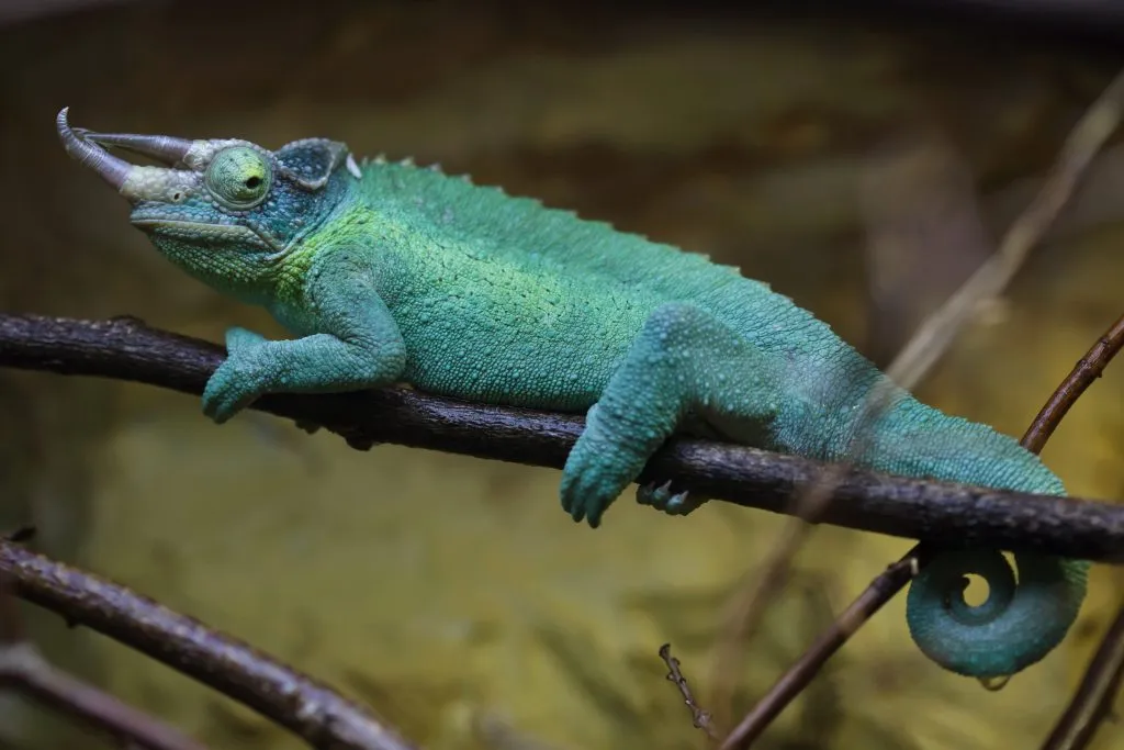 jacksons chameleon