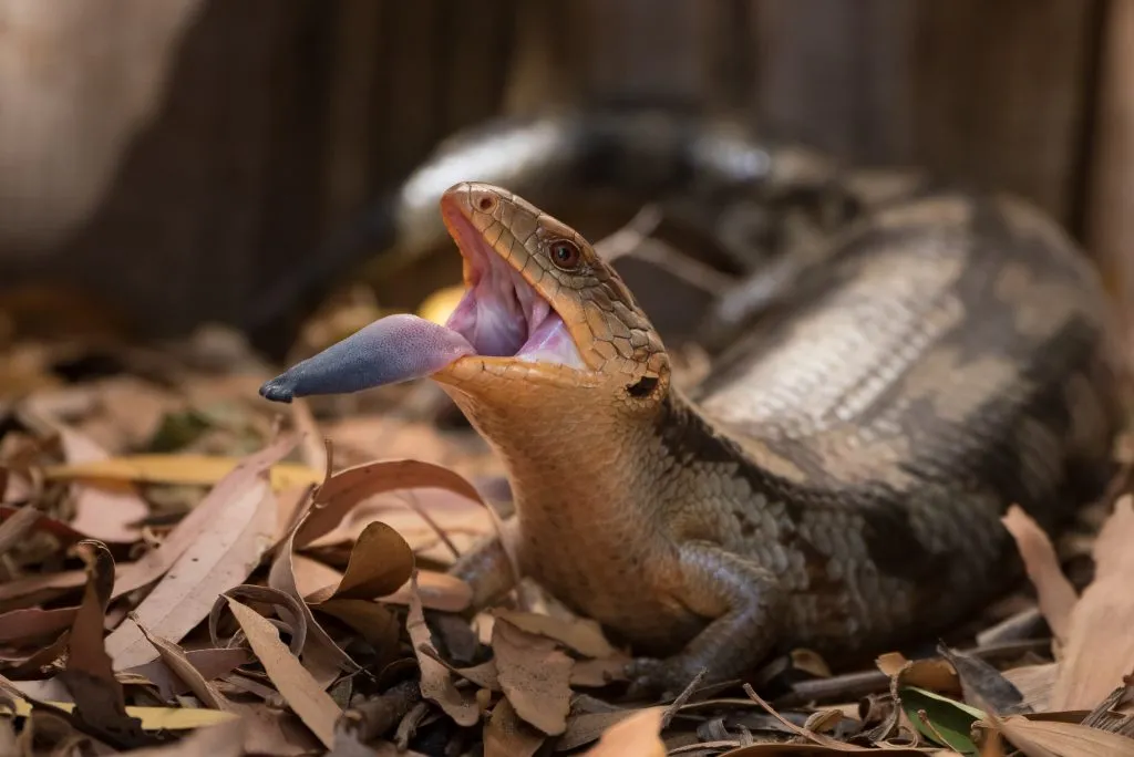 How long do blue tongue skinks take to shed?