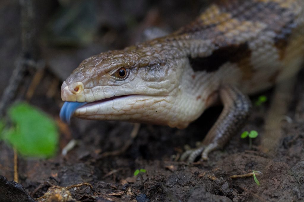 How do I keep my blue tongue skink in humidity?