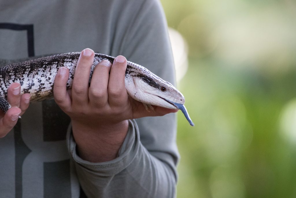 Do blue tongue skinks bond with their owners?