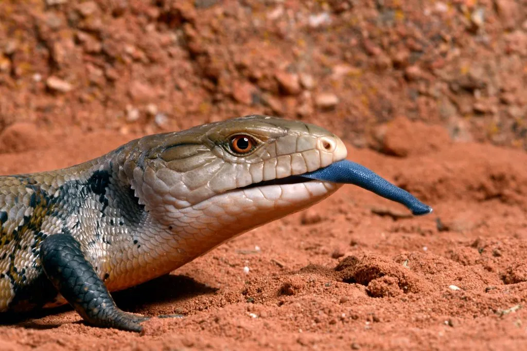 blue tongue skink temperature