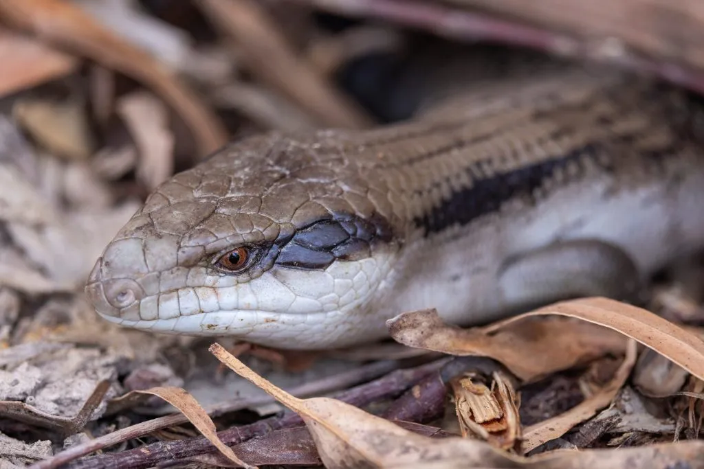 blue tongue skink night temperature