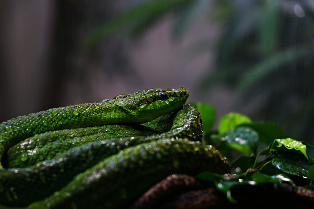 Why do you spray snakes with water?