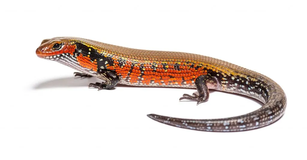 fire skink