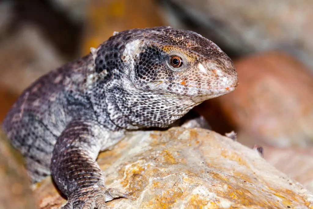 savannah monitor refuses to eat