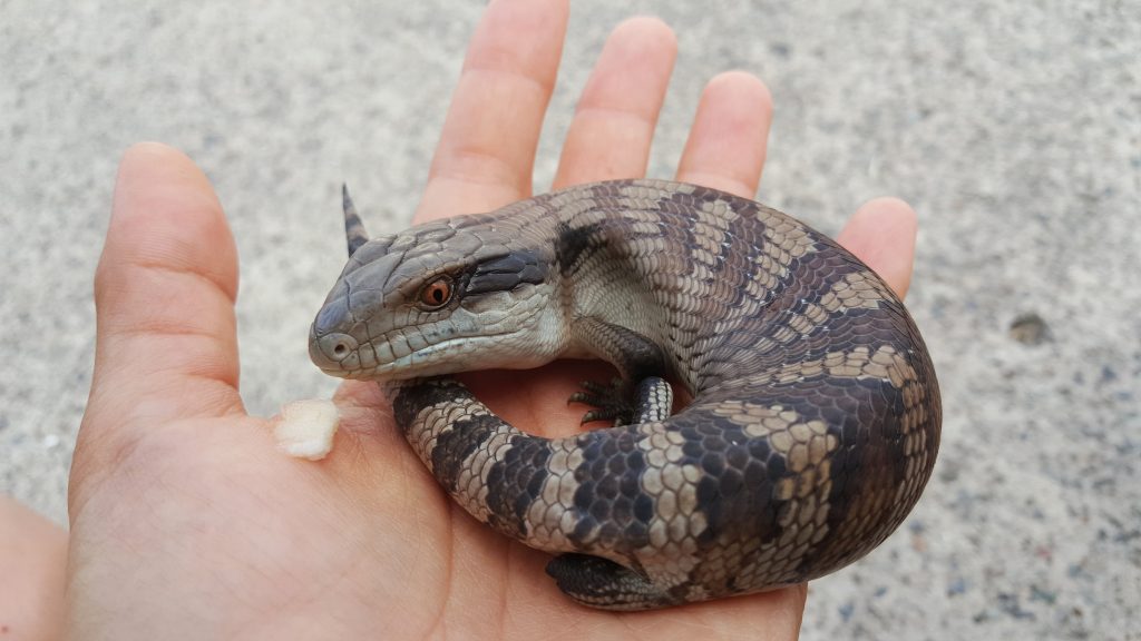 How long does it take a blue tongue skink to get used to you?