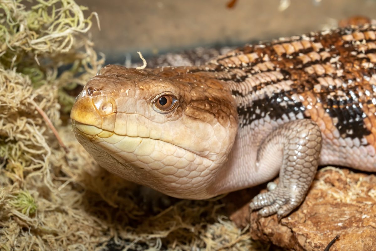 Blue Tongue Skink Shedding: What You Must Know - Reptile Craze