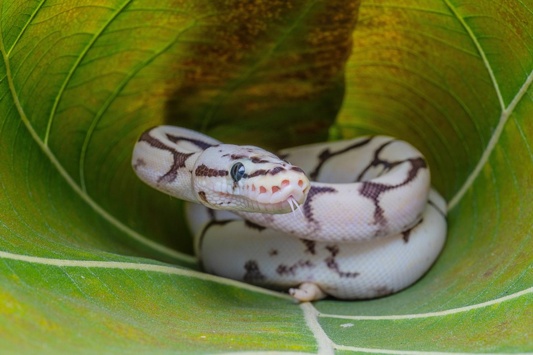 14 Reptiles That Can Live In A 30-Gallon Tank - Reptile Craze