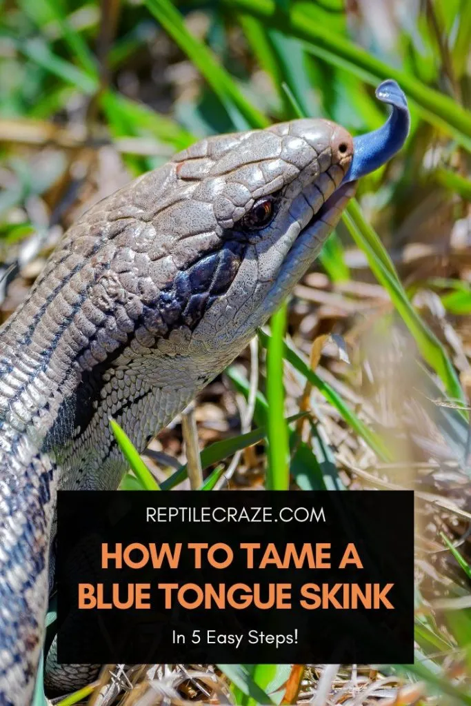 how to tame a blue tongue skink