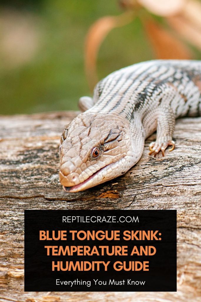 Blue tongue skink temperature and humidity