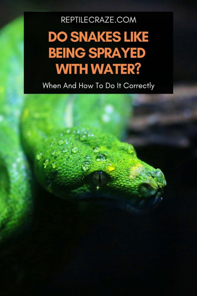 Do Snakes Like Being Sprayed With Water?