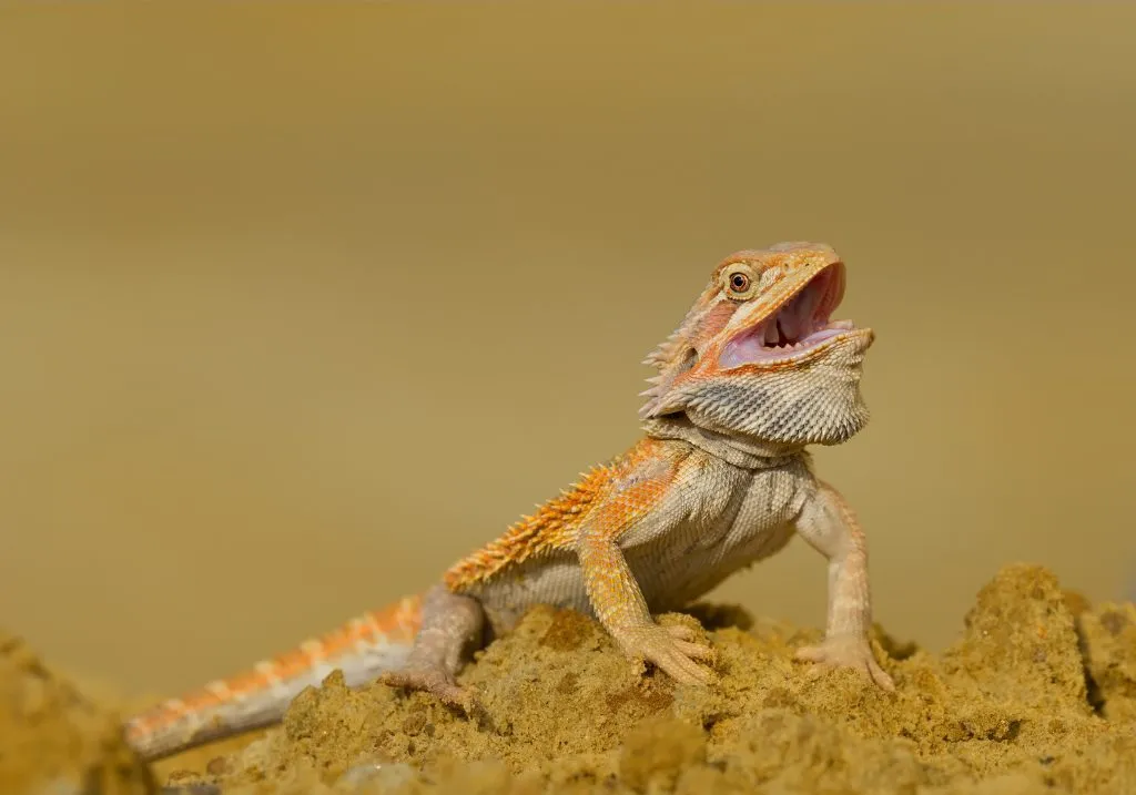 are bearded dragons noisy