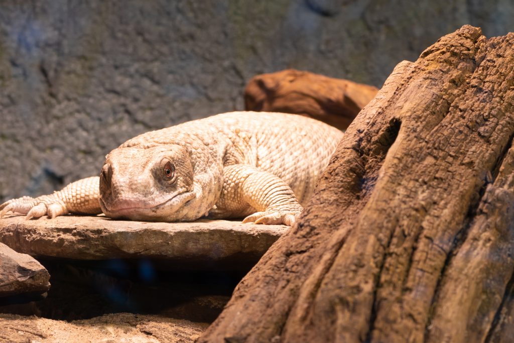 savannah monitor stress management