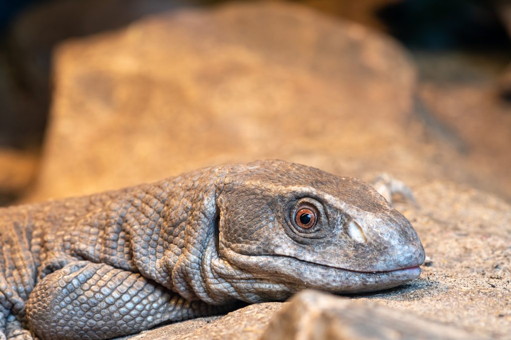 savannah monitor dying symptoms