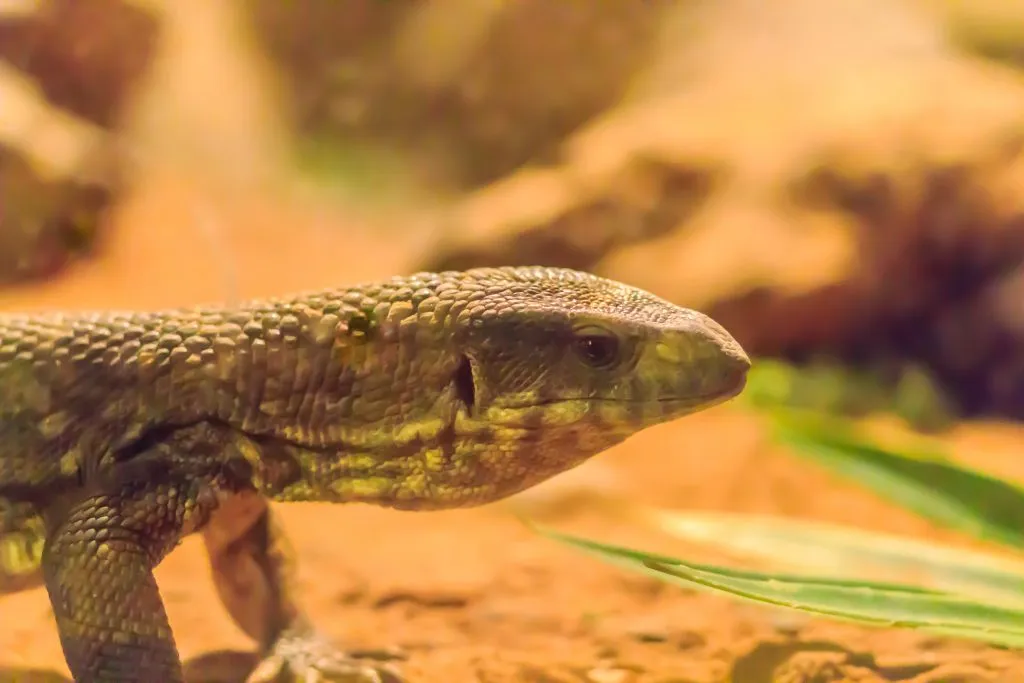 savannah monitor stress symptoms